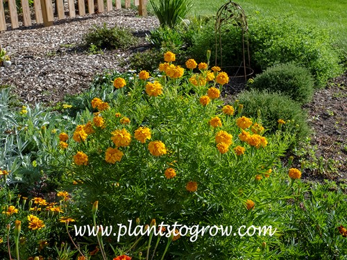 Tururu Marigold (Tagetes erecta)